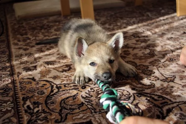 disponibili cuccioli di cane lupo cecolovacco | Foto 2