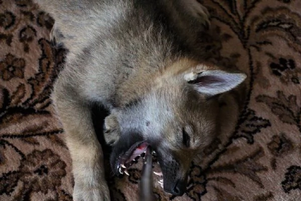 disponibili cuccioli di cane lupo cecolovacco | Foto 1
