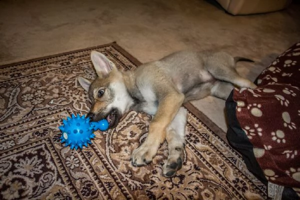 disponibili cuccioli di cane lupo cecolovacco | Foto 0