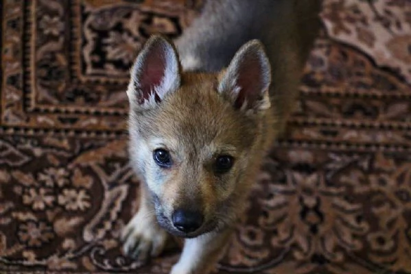 disponibili cuccioli di cane lupo cecolovacco