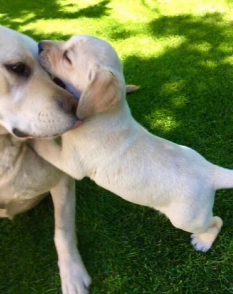 bellissimi cuccioli labrador