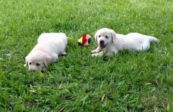 bellissimi cuccioli labrador | Foto 2