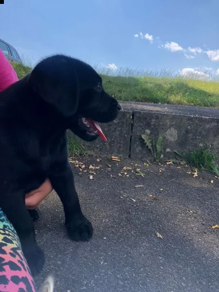 bellissimi cuccioli labrador | Foto 0