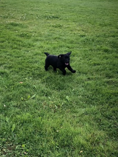 fantastici cuccioli labrador