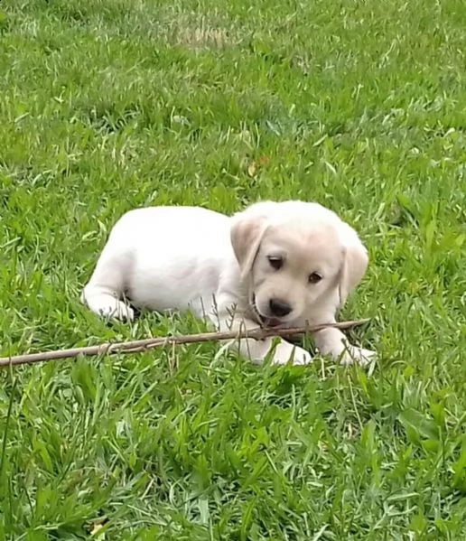 fantastici cuccioli labrador | Foto 1