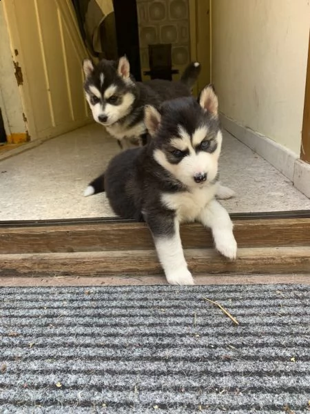 bellissimi cuccioli siberian husky | Foto 1