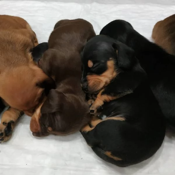 regalo adorabili cuccioli  bassotto femminucce e maschietti disponibili
