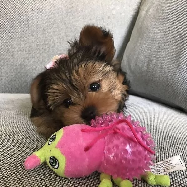 regalo bellissimi maschi e femmine yorkshire  cuccioli