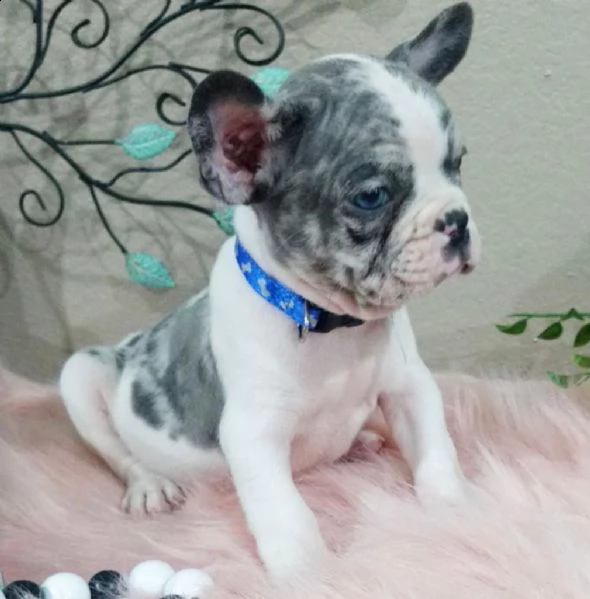  cuccioli di bulldog francese per l'adozione