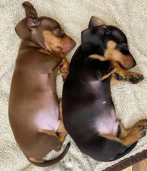 regalo adorabili cuccioli  bassotto femminucce e maschietti