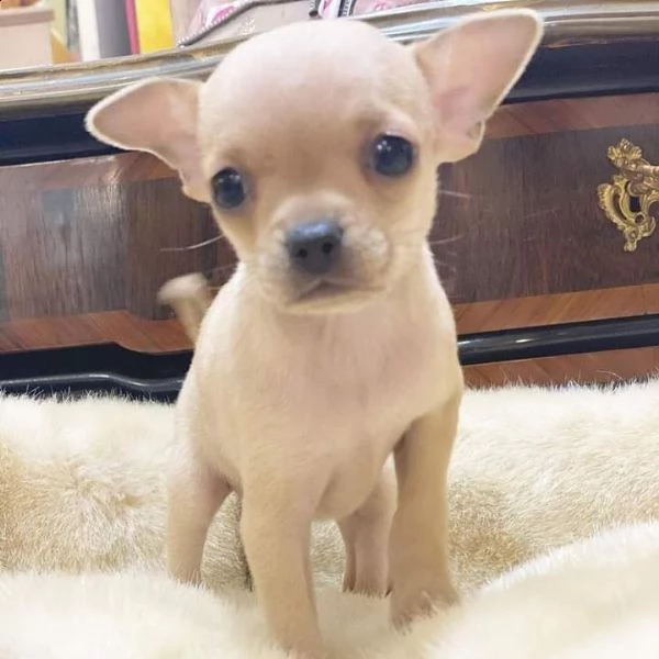 regalo adorabili cuccioli   chihuahua     femminucce e maschietti