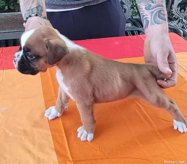 vendesi cuccioli di boxer alta genealogia