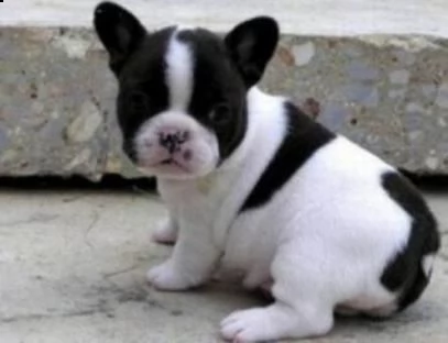 regalo  cuccioli obbedienti di bulldog francese maschio e femmina per una famiglia amorevole e premu
