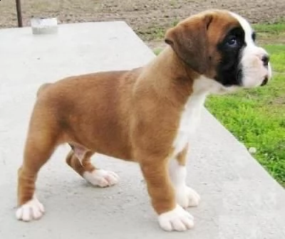 regalo disponibili boxer cuccioli  disponibili boxer cuccioli e cuccioloni, taglia grande e robusta,