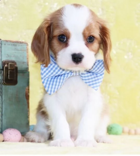 cuccioli di cavalier king  femminucce e maschietti disponibili per l'adozione gratuita i cuccioli 