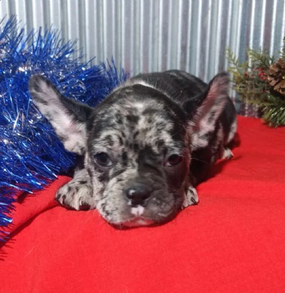  cuccioli di bulldog francese per l'adozione (due)