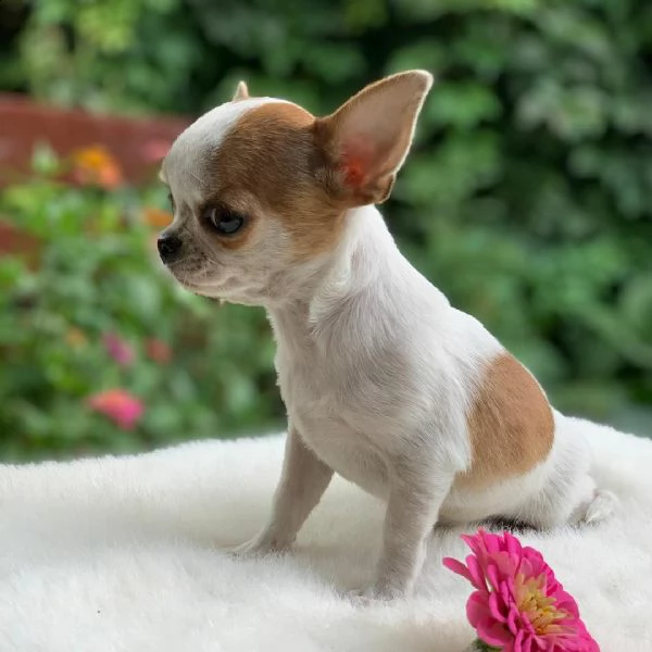 regalo cuccioli di chihuahua