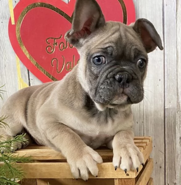 cuccioli di bulldog francese per l'adozione (due)