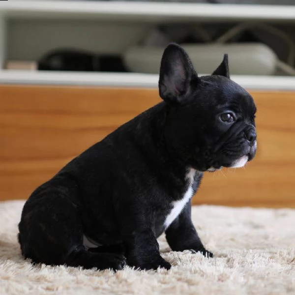 št??ata francouzského buldo?ka | Foto 1