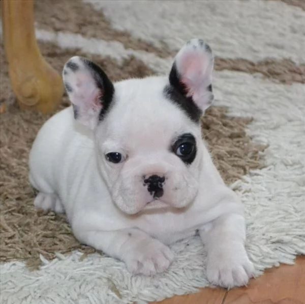 št??ata francouzského buldo?ka | Foto 0
