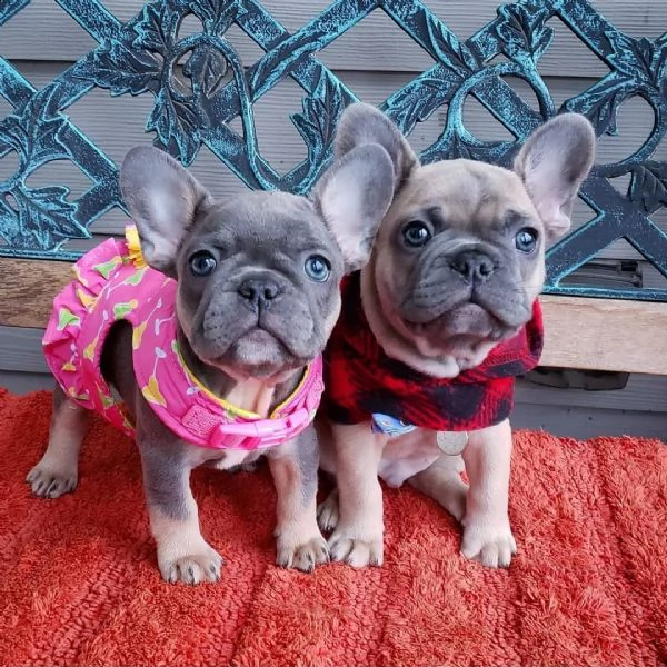 adorabile bulldog francese per regalo adozione