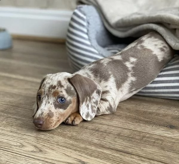  regalo adorabili cuccioli  bassotto femminucce e maschietti