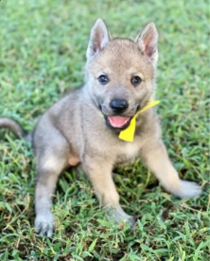  cuccioli  di lupo cecoslovacco