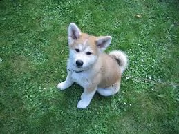 regalo akita-inu  | Foto 0