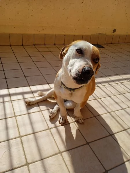 regalo cucciolo jack russell 