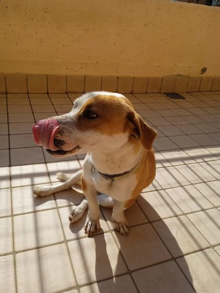 regalo cucciolo jack russell  | Foto 0