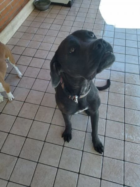 Regalo cane Corso  | Foto 4