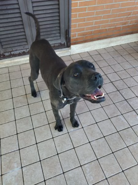 Regalo cane Corso  | Foto 3