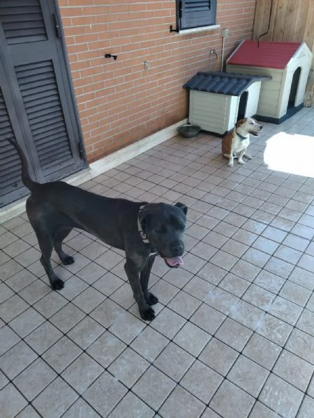 Regalo cane Corso  | Foto 2