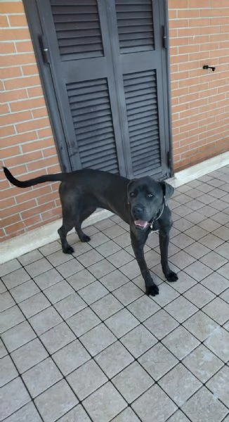 Regalo cane Corso 
