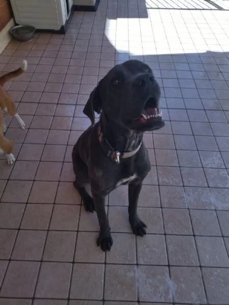 Regalo cane Corso  | Foto 1