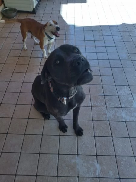 Regalo cane Corso  | Foto 0