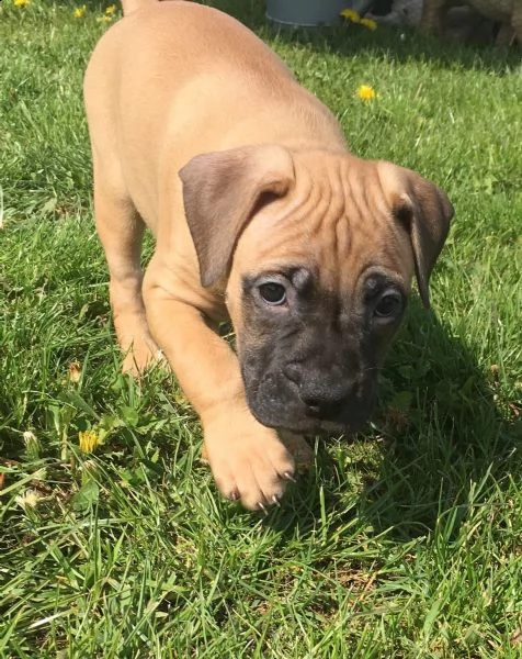 regalo cuccioli di dogue de bordeaux 