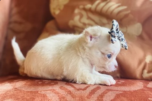  regalo cuccioli dolce e bella chihuahua toy