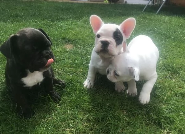 cuccioli maschi e femmine di bulldog francese | Foto 0