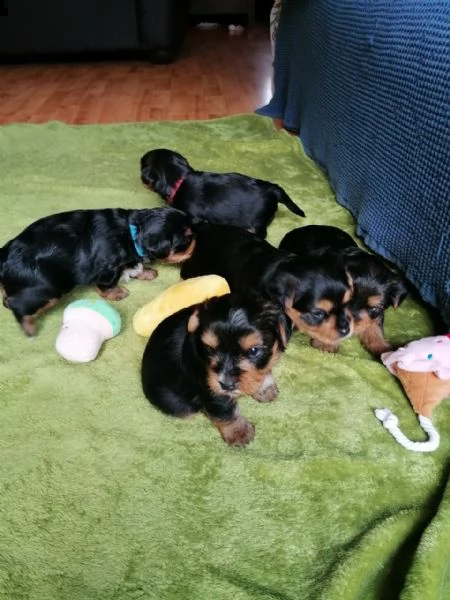 regalo abbiamo avere amorevole yorkie cuccioli per l'adozione.....