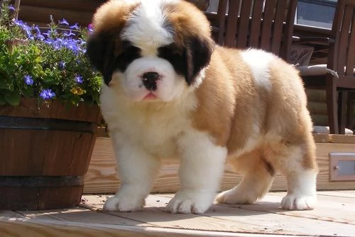 adorabili cuccioli san bernardo femminucce e maschietti disponibili...