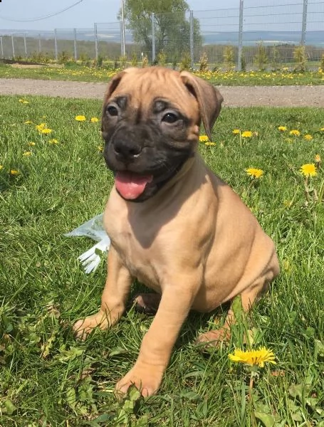 regalo bellissimi maschi e femmine dogue de bordeaux cuccioli 