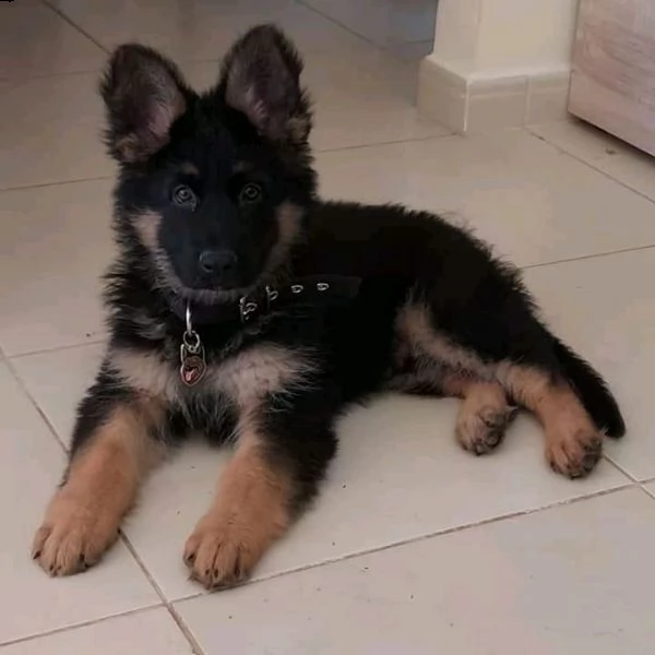  regalo adorabili cuccioli   pastore tedesco    femminucce e maschietti disponibili
