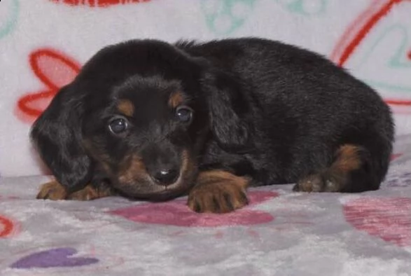 adorabili cuccioli bassotto femminucce e maschietti disponibili