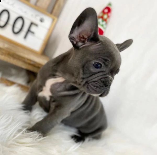  cuccioli di bulldog francese per l'adozione