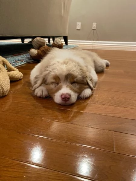 regalo adorabili cuccioli   san bernardo   femminucce e maschietti disponibili