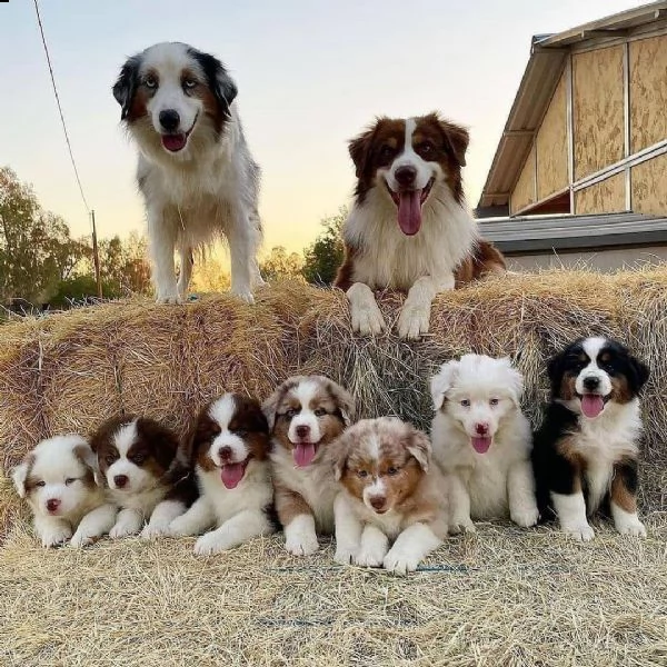 regalo adorabili cuccioli  san bernardo   femminucce e maschietti