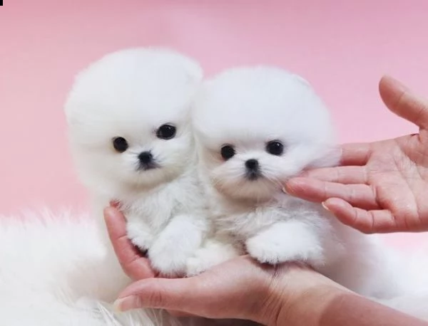 cuccioli di volpino di pomerania toy | Foto 0