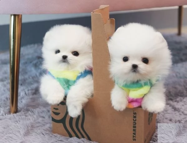 cuccioli di volpino di pomerania toy