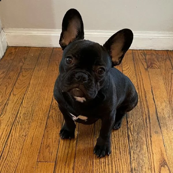 cuccioli di bulldog  | Foto 0